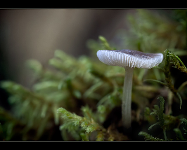 Ghost in the Moss