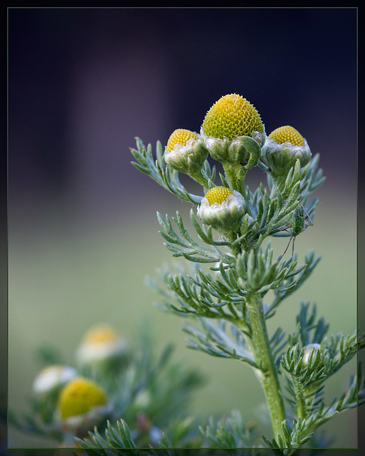 Pineapple Weed: The 97th Flower of Spring & Summer!
