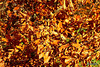 Winter Beech Brown