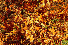 Winter Beech Brown