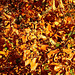 Winter Beech Brown