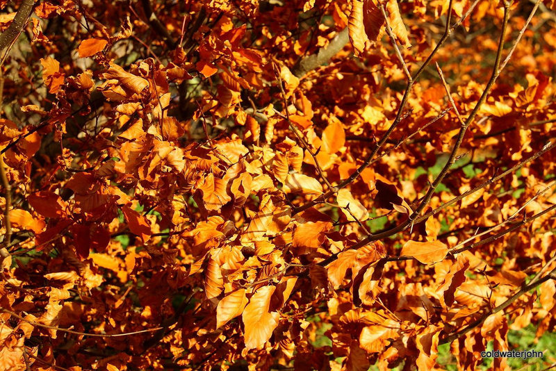 Winter Beech Brown
