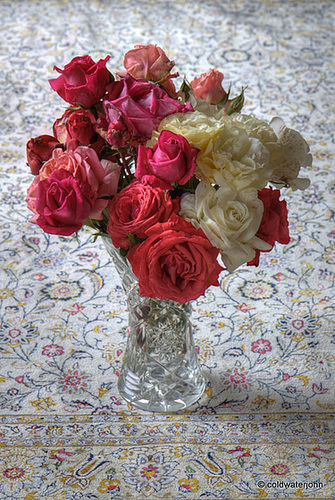 Garden roses in early morning light