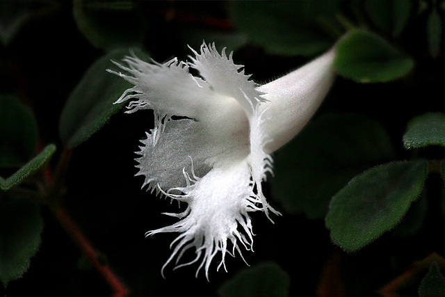 Flowers from the Gaiser Conservatory