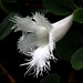 Flowers from the Gaiser Conservatory