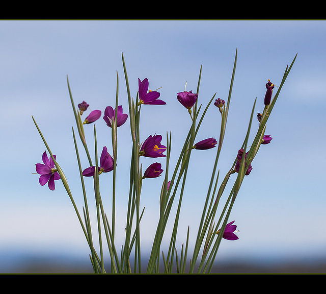 Grass Widows on the Edge