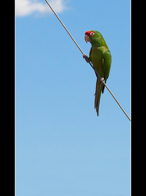 Boisterous Cherry-Headed Conure