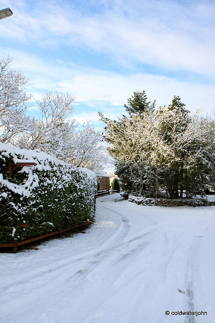 Sun and snow - garden walk Dec 10 2011