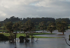cows on an island in the floods