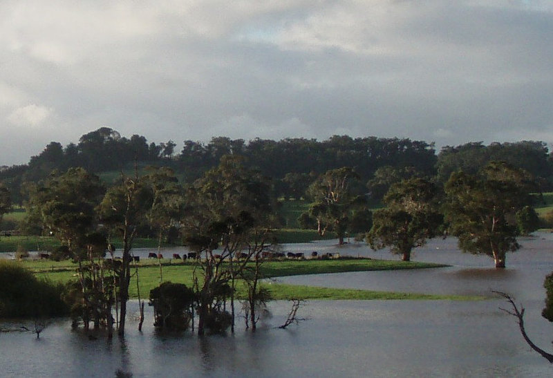 cows on an island in the floods