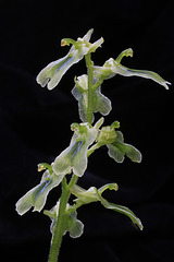 Northern Twayblade