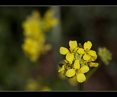 Wild Mustard: The 157th Flower of Spring & Summer!