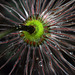 Anemone Seed Head