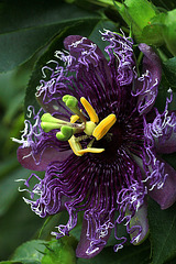 Flowers from the Gaiser Conservatory