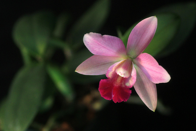 Sophrolaeliocattleya Purple Fantasy