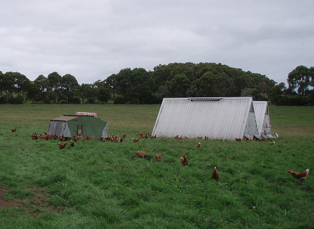 Ruby Hills' chook feeders and roosts