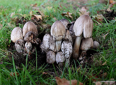 Ordinary Inkcaps Coprinus Atramentarius 5189612512 o