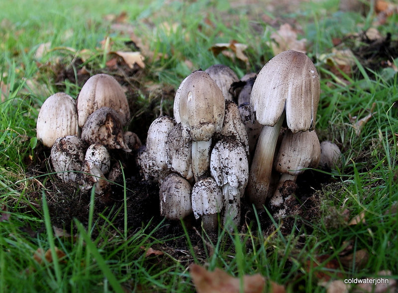 Ordinary Inkcaps Coprinus Atramentarius 5189612512 o