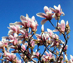 Saucer Magnolia