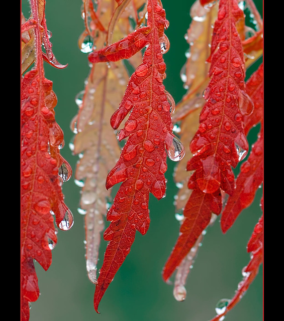 Rainy Autumn Leaves