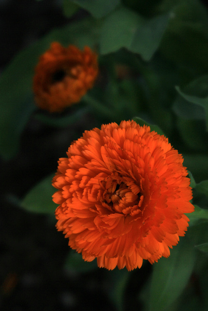 Duet in Orange and Green