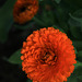 Duet in Orange and Green