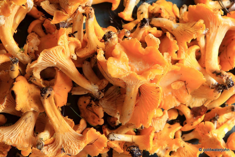 Fruits of the Forest