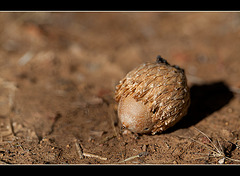 Autumn Acorn of the Black Oak Tree (+1 in a note)