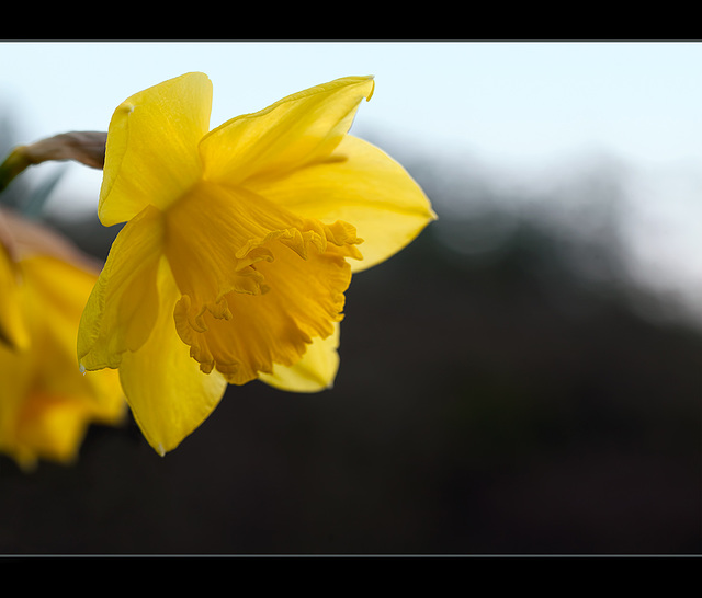 78/365: "It's daffodil time, so the robins cry, For the sun's a big daffodil up in the sky, And at midnight the owls call "whoo"!, The moon is a daffodil too; Now up to the tree-tops the sap starts to