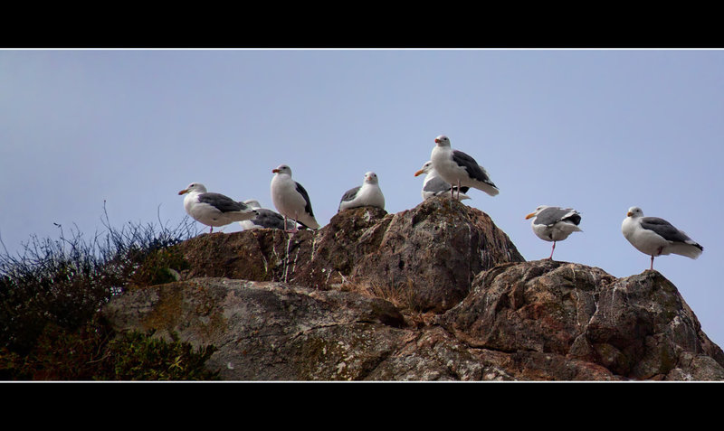 Seagulls Hanging Out in Brookings