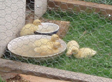 ducklings' new garden enclosure