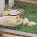 ducklings' new garden enclosure
