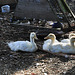 ducklings at 3 weeks