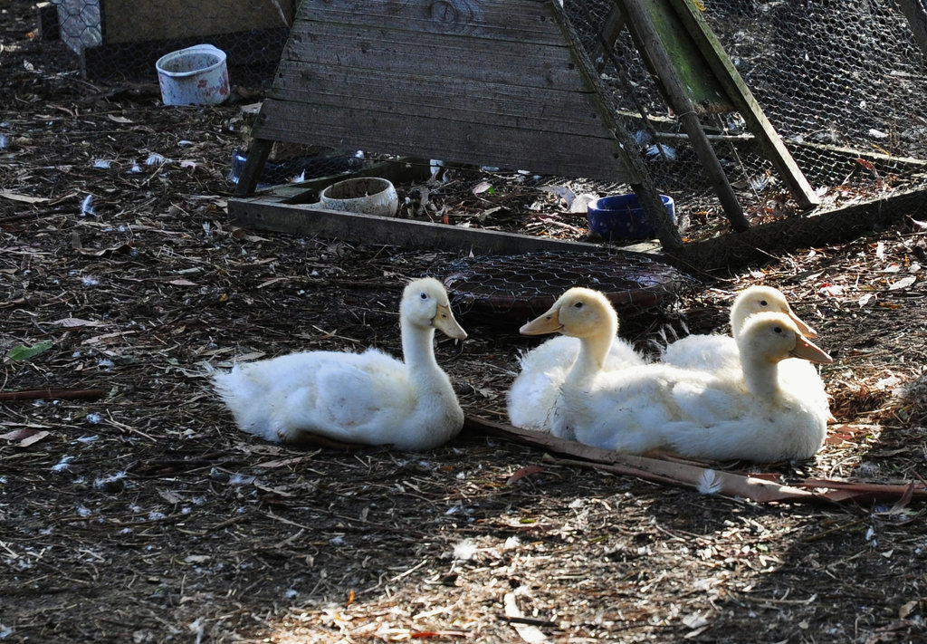 ducklings at 3 weeks