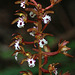 Western Spotted Coralroot (Corallorhiza maculata var. occidentalis)