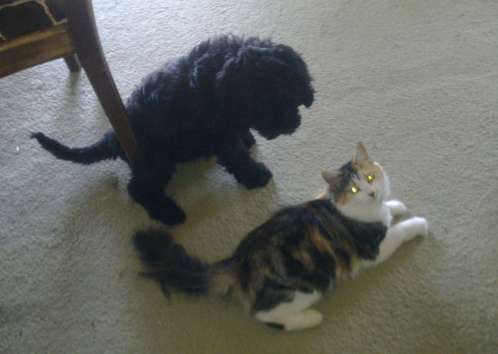 Fonzie & Leeloo playing