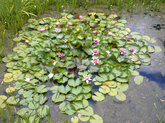 January water lillies