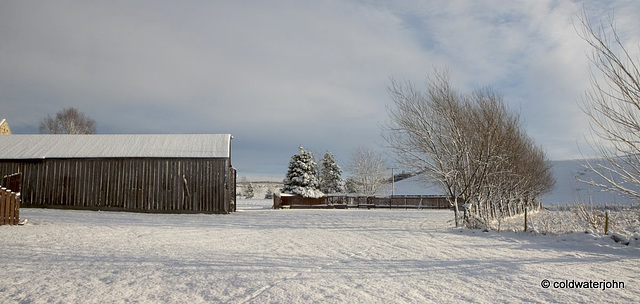 Sun and snow - garden walk Dec 10 2011