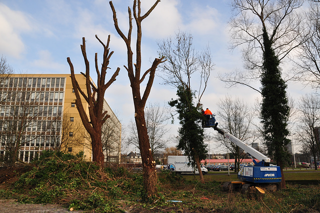 Clearing the trees