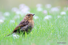 Young Female Robin waiting for breakfast