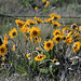 Arrowleaf Balsamroot (Balsamorhiza sagittata)