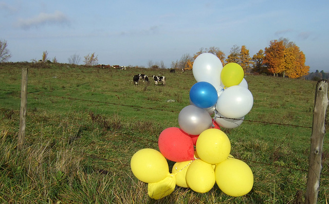 Somebody Lost Their Balloons.