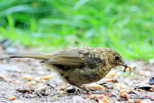 Young Robin