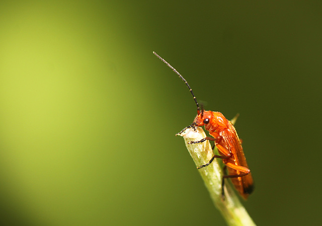 Soldier Beetle