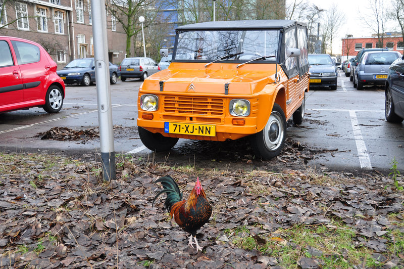 1980 Citroën Mehari and cock