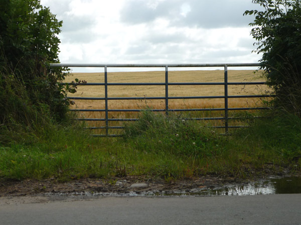 Barley field