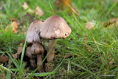 Ordinary Inkcaps Coprinus Atramentarius 5189013351 o