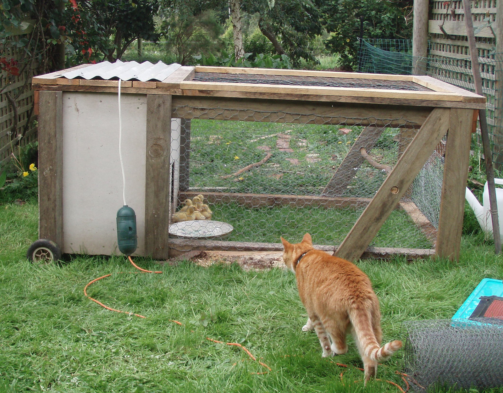 ducklings' new garden enclosure