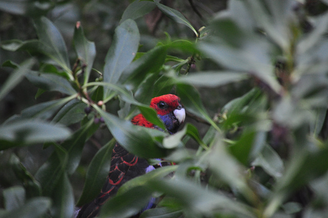 crimson rosella