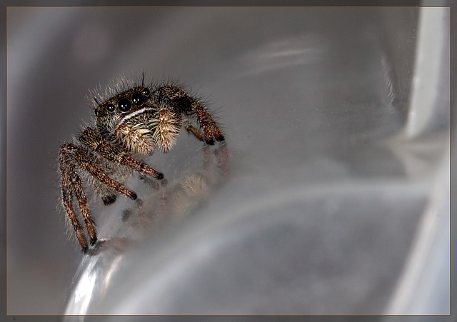 Adorable Jumping Spider